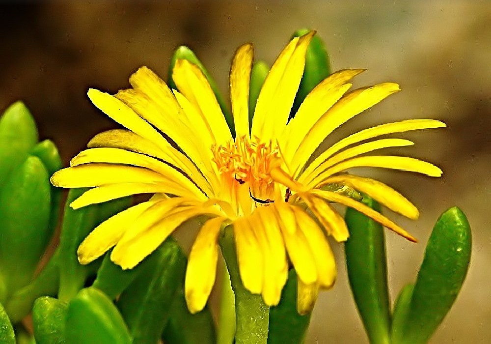Delosperma nubigenum - delosperma, tučnolistá skalnička