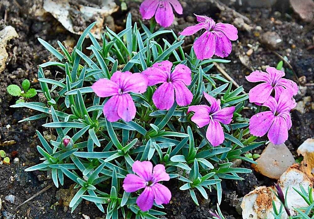 Dianthus microlepis - hvozdík