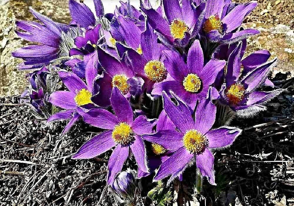Pulsatilla vulgaris. - koniklec