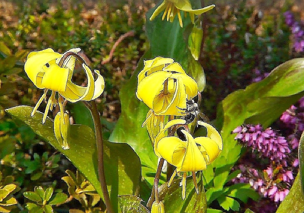 Erythronium Pagoda - kandík