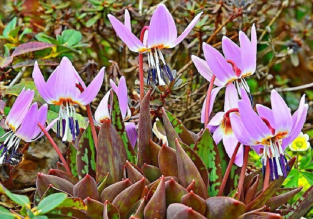 Erythronium dens-canis - kandík