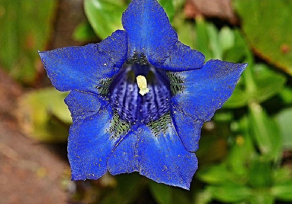 Gentiana acaulis - hořec bezlodyžný