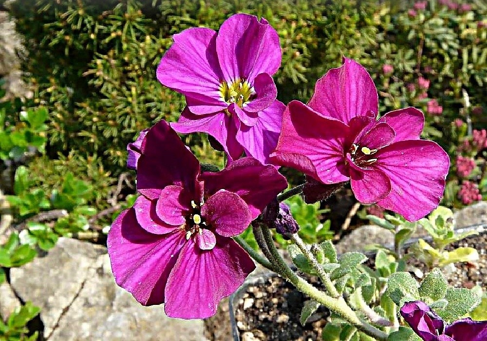 Aubrieta  Red Carpet - tařička