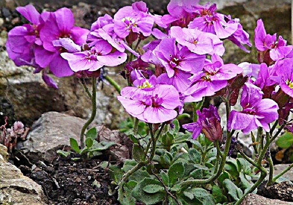 Aubrieta Rosengarten - plnokvětá tařička