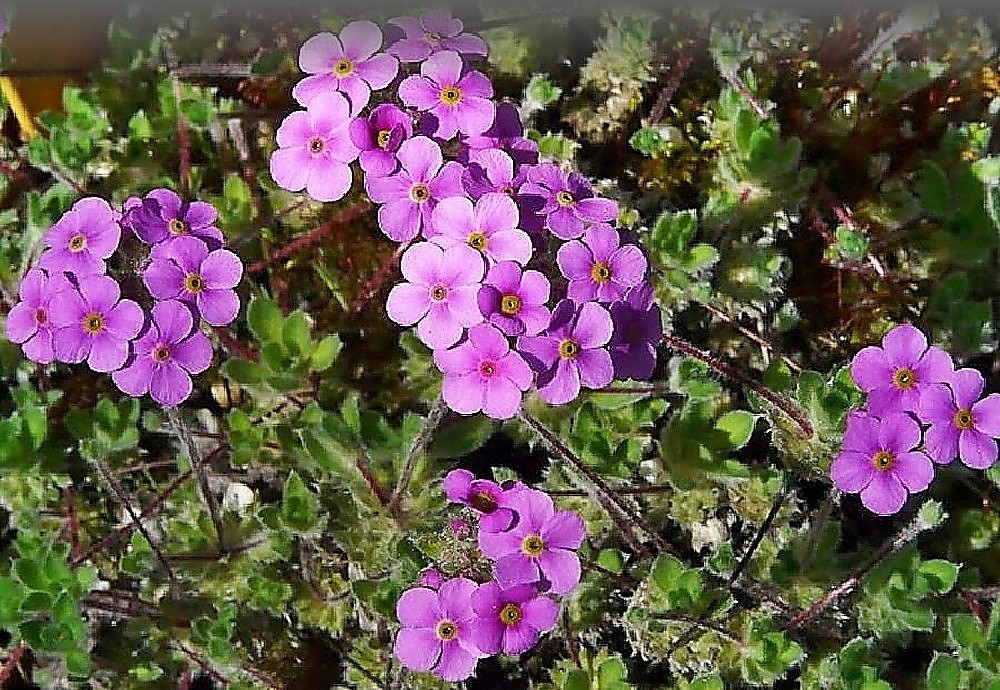Androsace sarmentosa - pochybek