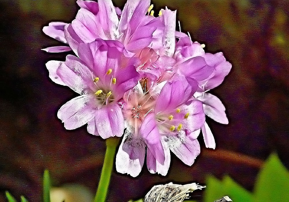 Armeria juniperifolia Brno - krásný kultivar trávničky