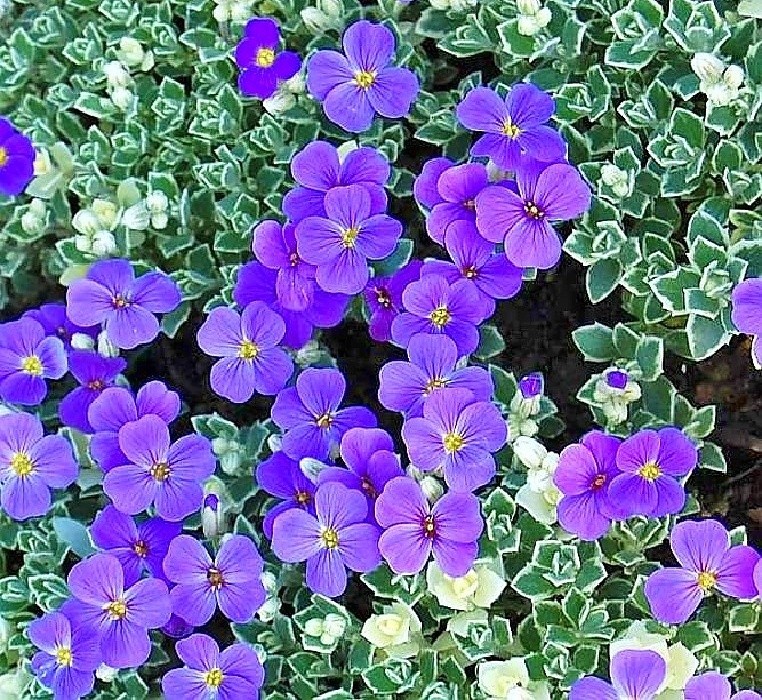 Aubrieta 'Silberrand' - tařička s bíle melírovanými listy