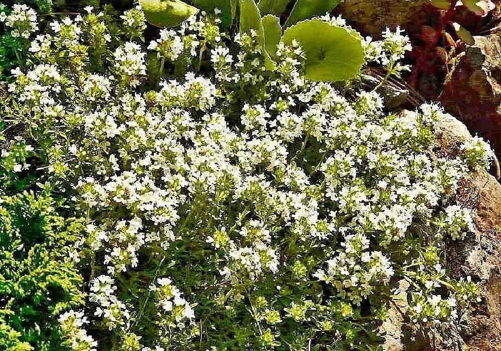 Thymus  Albus - mateřídouška