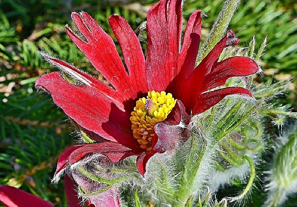 Pulsatilla - chlupatá nádhera
