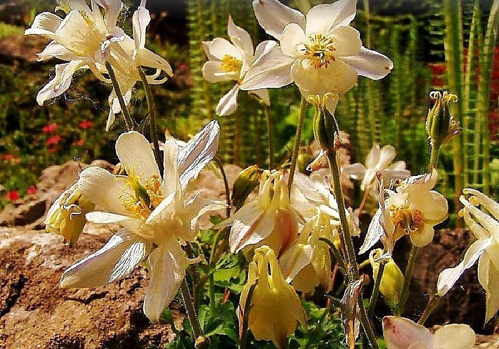 Aquilegia discolor alba - orlíček