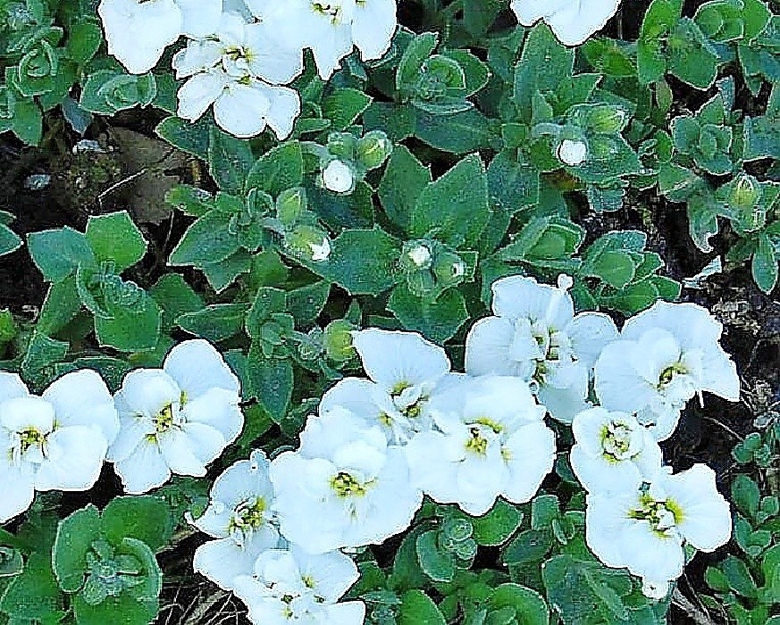 Aubrieta 'Winterberg' - bílá plnokvětá tařička