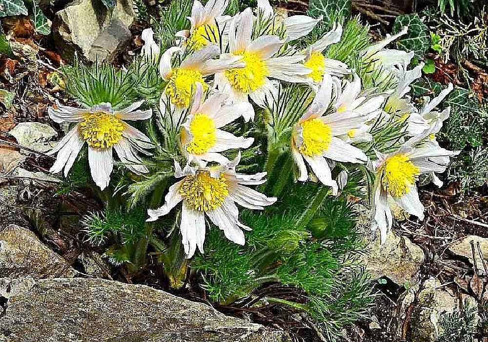 Pulsatilla vulgaris, koniklec