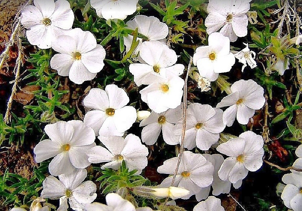 Phlox Admiral Alba - floxík
