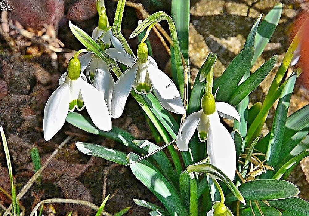 Galanthus nivale - sněženka jarní