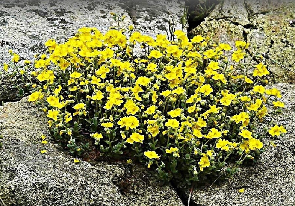 Helianthemum scardicum - devaterník