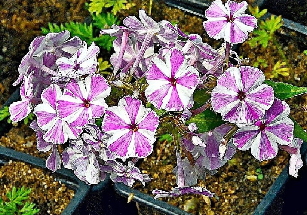 Phlox maculata Natasha - vyšší, nádherný floxík