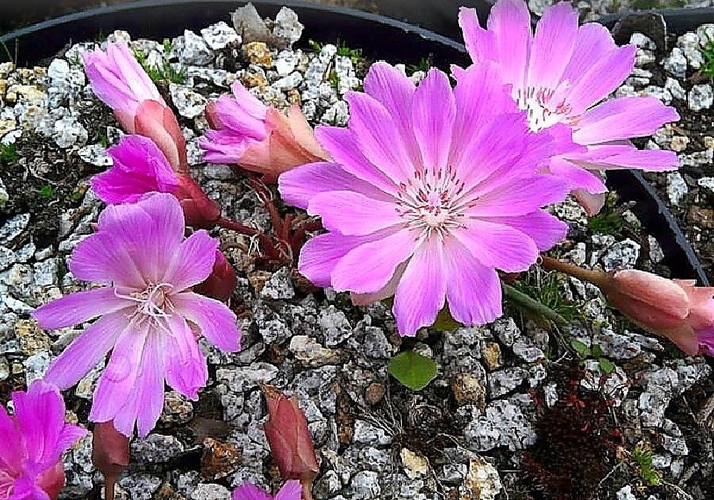 Lewisia rediviva - lewisie