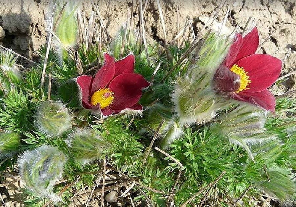 Pulsatilla vulgaris Red - koniklec