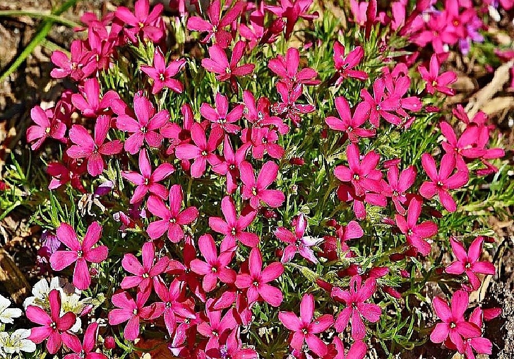 Phlox douglasii Zigeunerblut - floxík