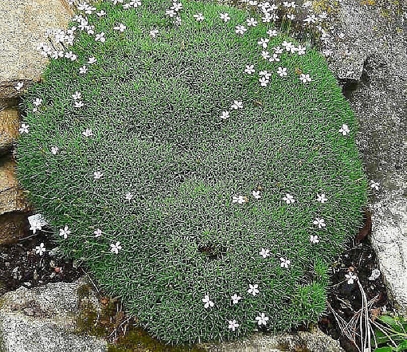 Dianthus erinaceus - hvozdík