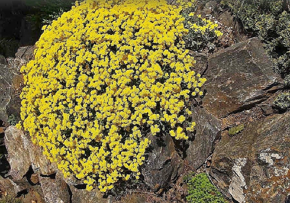 Alyssum pulvinare - tařice