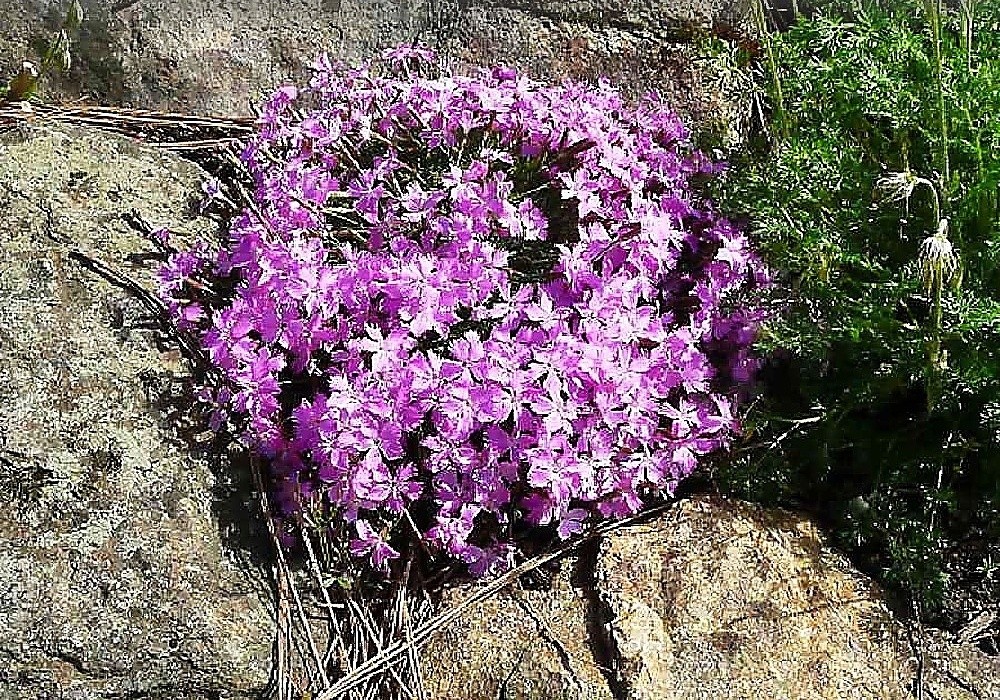 Dianthus Bořanovice - hvozdík
