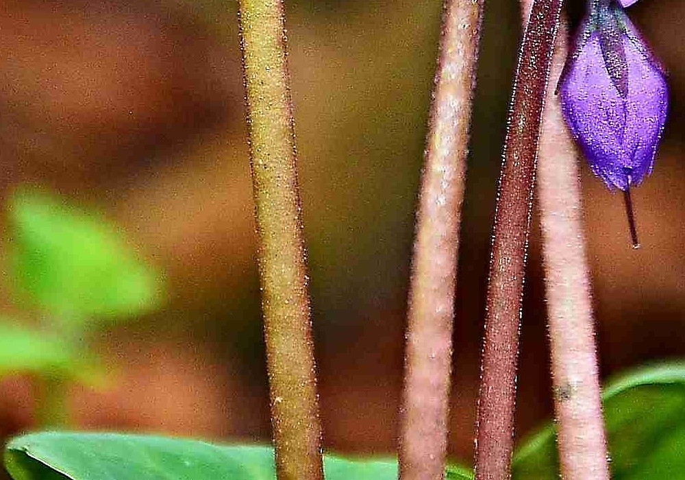 Soldanella montana - dřípatka