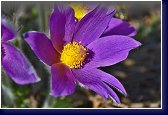 Pulsatilla vulgaris - koniklece jsou na každé skalce jedny z nejkrásnějších květin 