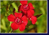 Dianthus confettii Deep Read - hvozdík 