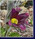 Výpěstek př. Karla Metzla - pulsatilla s tmavým květem 