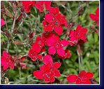 Dianthus confetti Deep Red - hvozdík 