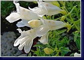 Penstemon scoulerii Alba - detail květu 