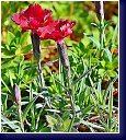 Dianthus Rubin - hvozdík 