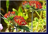 Anthyllis vulneriana - červený úročník 