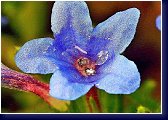 Lithospermum diffussum - detail květu kamejky 