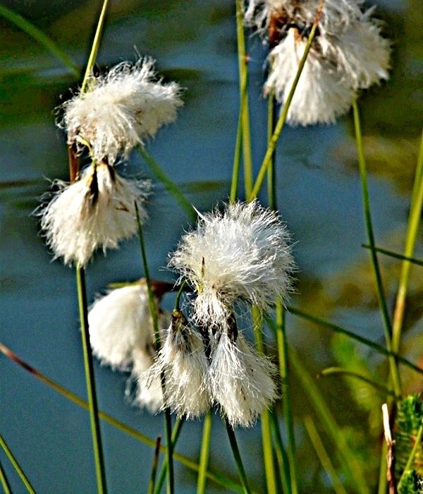 Eriophorum  vaginatum - suchopýr