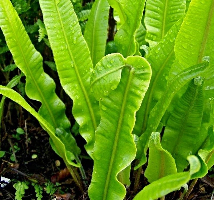 Phyllitis scolopendrium - jelení jazyk