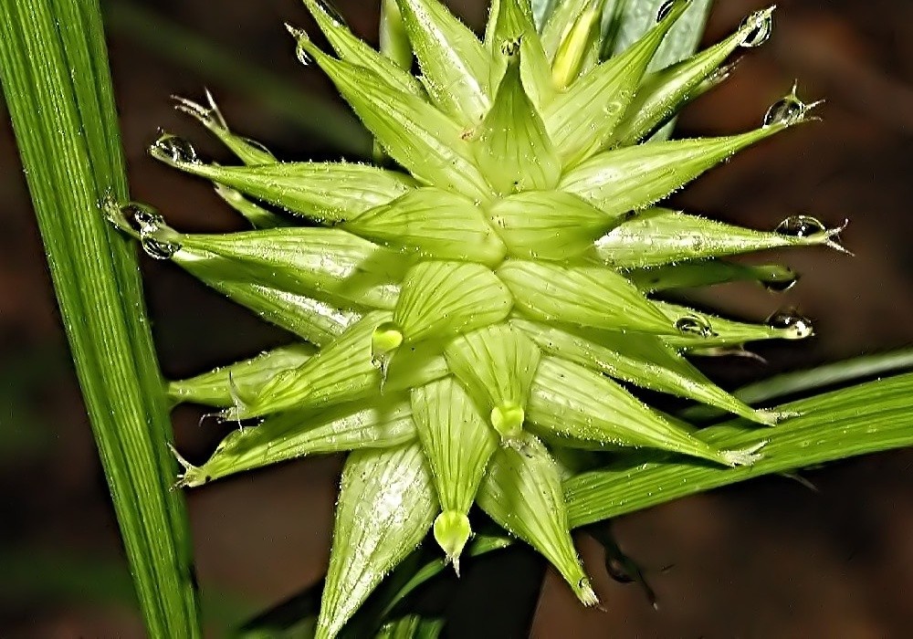 Květ ostřice - Carex grayi