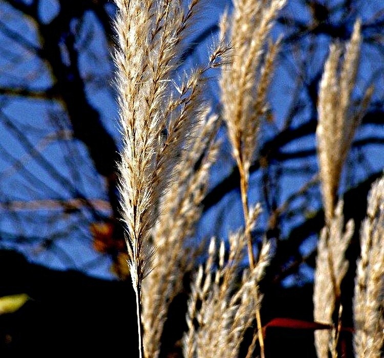 Miscanthus robustus při západu slunce