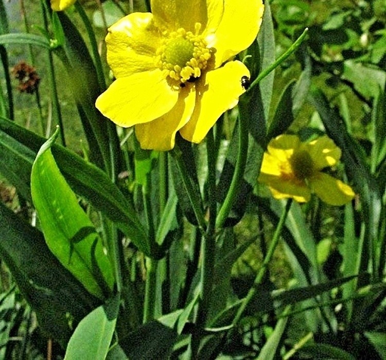 Ranunculus lingua - pryskyřník, do bažinky