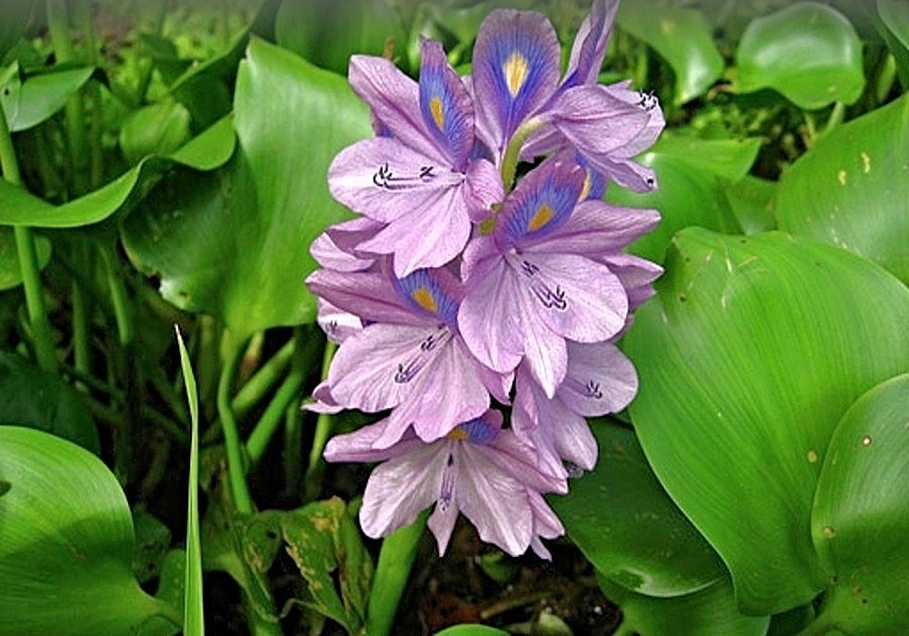 Eichhornia crassipes - vodní hyacint, pro letní hladinu jezírka