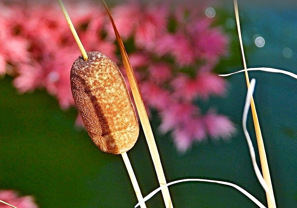 Typha angustifolia - orobinec úzkolistý