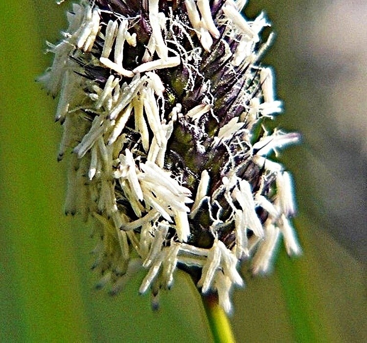 Květ pěchavy (sesleria haufleriana)