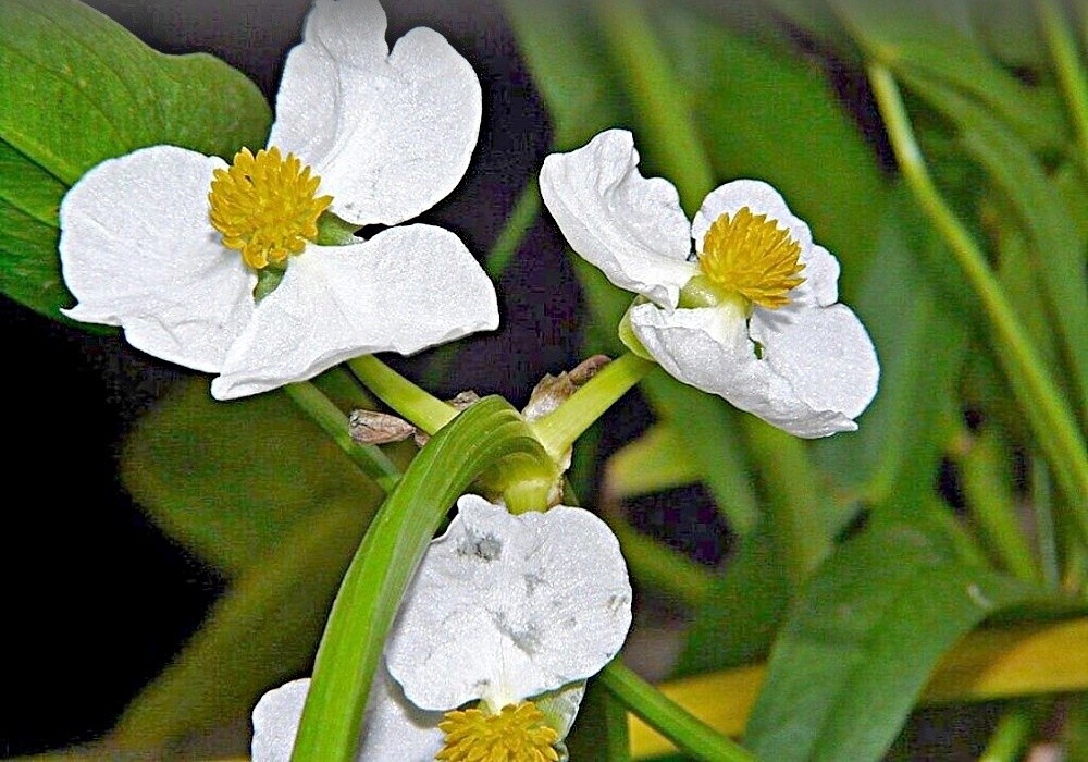 Sagitaria sagittifolia - květ šípatky