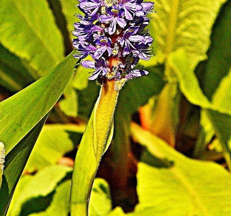 Pontederia cordata - rostlina do dna jezírek - modráska