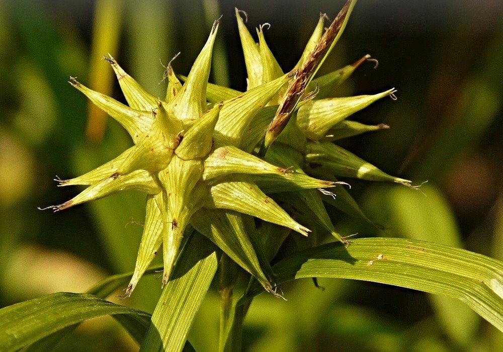 Carex grayi, květ této zvláštní ostřice