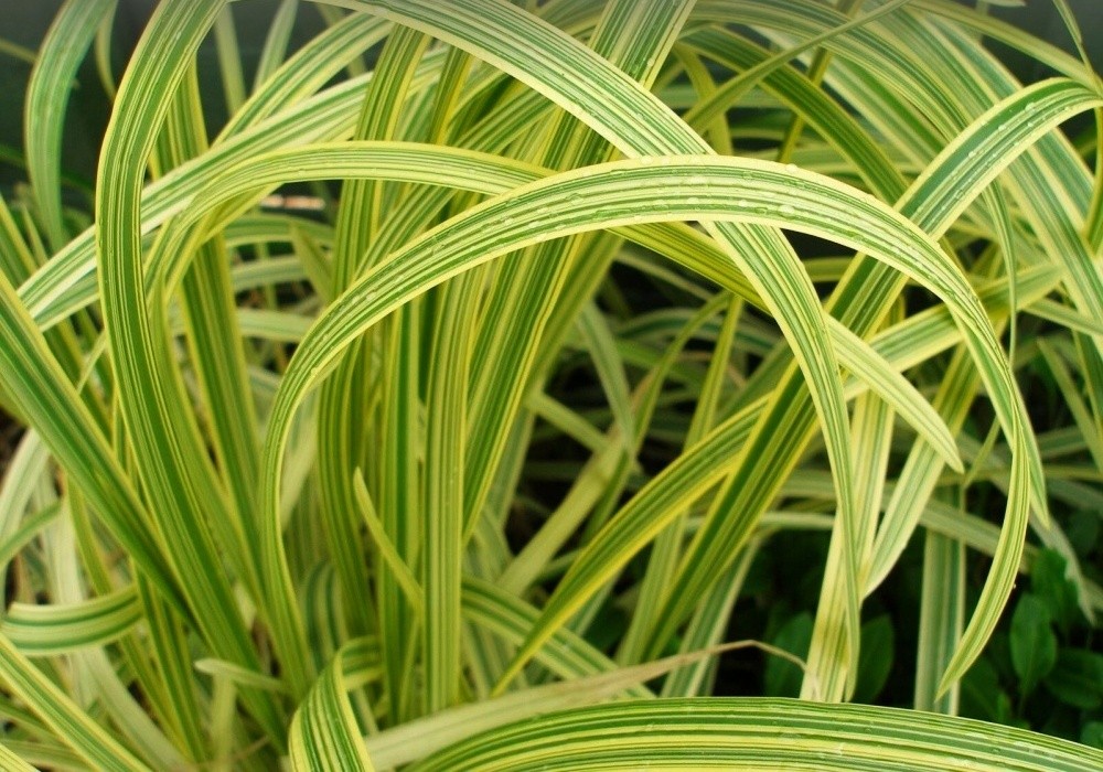 Glyceria maxima Variegata, vlhkomilý zblochan