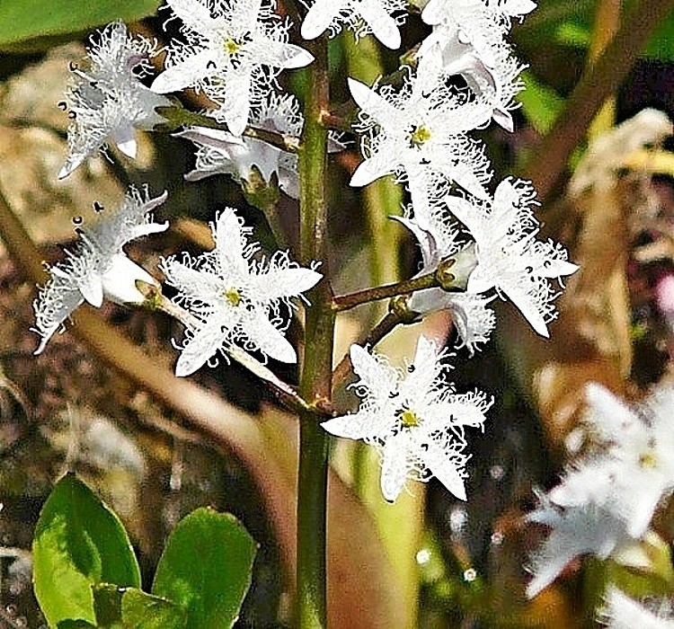 Menyanthes trifoliata - vachta trojlistá