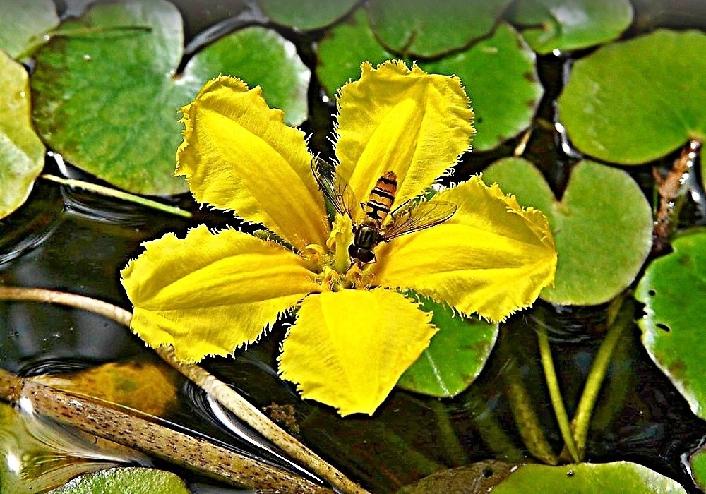 Nymphoides peltata - plavín, květ v detailu