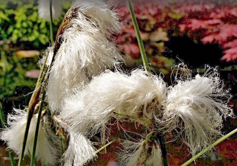 Eriophorum  vaginatum - suchopýr, detail květu